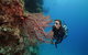 Silversonic Outer Great Barrier Reef Dive And Snorkel Cruise From Port Douglas - thumb 6