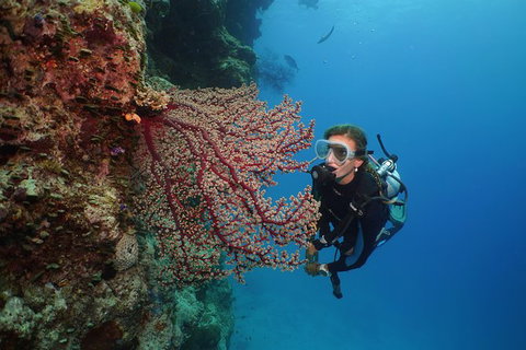 Silversonic Outer Great Barrier Reef Dive And Snorkel Cruise From Port Douglas - Attractions Melbourne 6