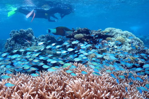Silversonic Outer Great Barrier Reef Dive And Snorkel Cruise From Port Douglas - Attractions Melbourne 4