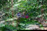 Full Day Daintree Rainforest and Mossman Gorge Tour