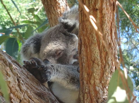 North Stradbroke Island Day Trip From Brisbane - Attractions Melbourne 23