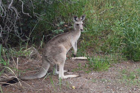North Stradbroke Island Day Trip From Brisbane - Attractions Melbourne 13