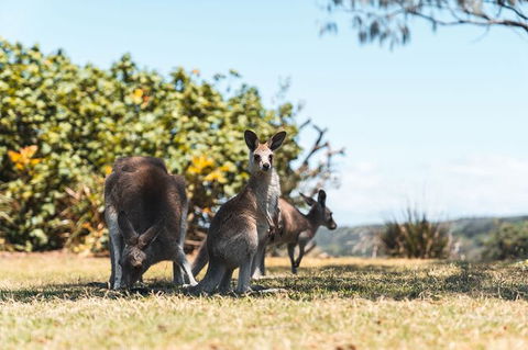 North Stradbroke Island Day Trip From Brisbane - Attractions Melbourne 40