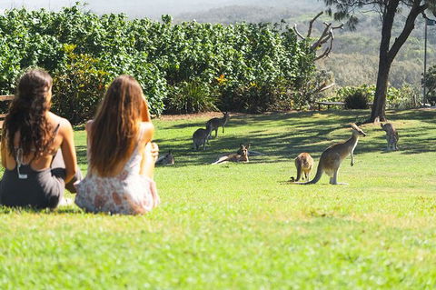 North Stradbroke Island Day Trip From Brisbane - Attractions Melbourne 28