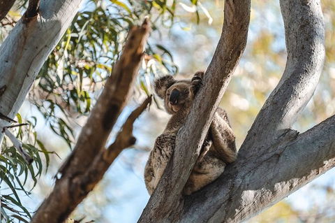 North Stradbroke Island Day Trip From Brisbane - Attractions Melbourne 27