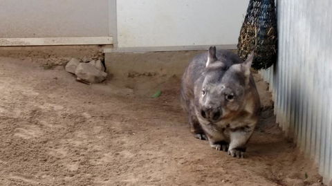 Lone Pine Koala Sanctuary Day Pass - Attractions Melbourne 7