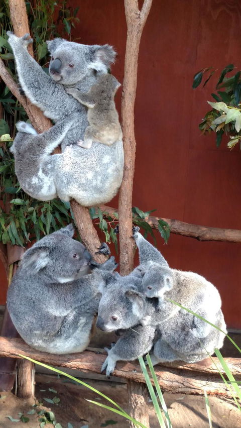 Lone Pine Koala Sanctuary Day Pass - Attractions Melbourne 2