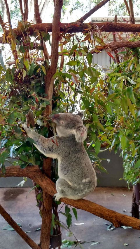 Lone Pine Koala Sanctuary Day Pass - Attractions Melbourne 5
