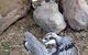 Lone Pine Koala Sanctuary Day Pass - thumb 6