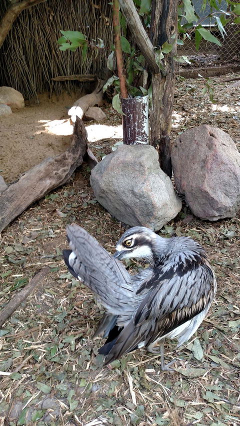 Lone Pine Koala Sanctuary Day Pass - Attractions Melbourne 6