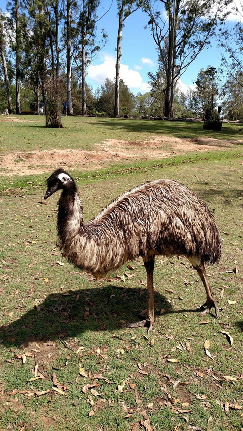 Lone Pine Koala Sanctuary Day Pass - Attractions Melbourne 8