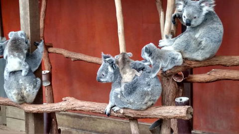 Lone Pine Koala Sanctuary Day Pass - Attractions Melbourne 4