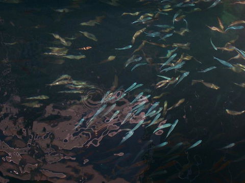 Great Barrier Reef Day Cruise To Reefworld - Attractions Melbourne 17
