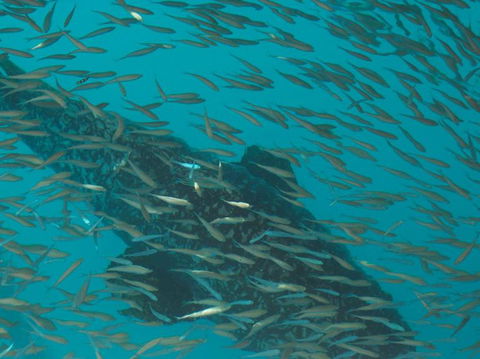 Great Barrier Reef Day Cruise To Reefworld - Attractions Melbourne 2