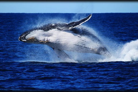 Whale Watching Cruise From Redcliffe, Brisbane Or The Sunshine Coast - Attractions Melbourne 0