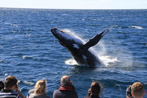 Whale Watching Cruise From Redcliffe, Brisbane Or The Sunshine Coast - Attractions Melbourne 11