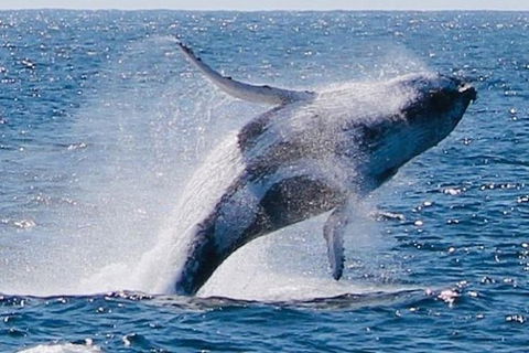 Whale Watching Cruise From Redcliffe, Brisbane Or The Sunshine Coast - Attractions Melbourne 9