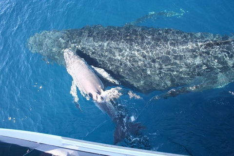 Whale Watching Cruise From Redcliffe, Brisbane Or The Sunshine Coast - Attractions Melbourne 7