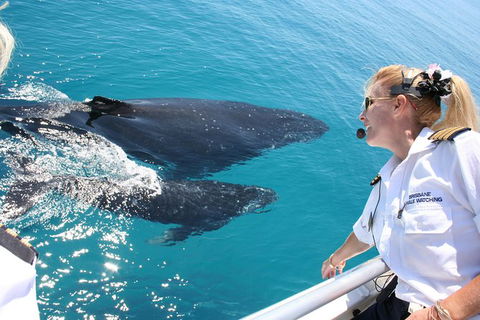 Whale Watching Cruise From Redcliffe, Brisbane Or The Sunshine Coast - Attractions Melbourne 1
