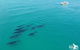 Whale Watching Cruise From Redcliffe, Brisbane Or The Sunshine Coast - thumb 6
