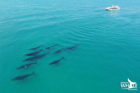 Whale Watching Cruise From Redcliffe, Brisbane Or The Sunshine Coast - Attractions Melbourne 6