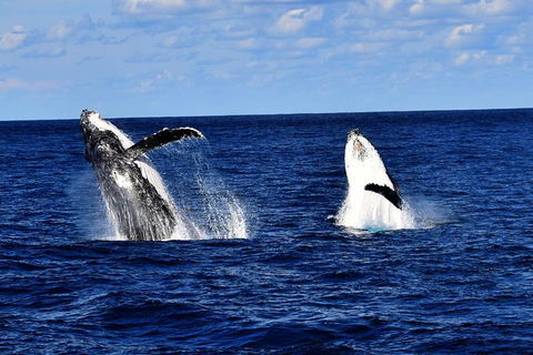 Whale Watching Cruise From Redcliffe, Brisbane Or The Sunshine Coast - Attractions Melbourne 5