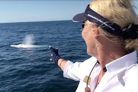 Whale Watching Cruise From Redcliffe, Brisbane Or The Sunshine Coast - Attractions Melbourne 4