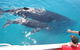 Whale Watching Cruise From Redcliffe, Brisbane Or The Sunshine Coast - thumb 3
