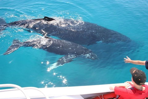 Whale Watching Cruise From Redcliffe, Brisbane Or The Sunshine Coast - Attractions Melbourne 3