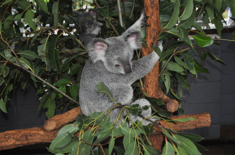 Lone Pine Koala Sanctuary Admission With Brisbane River Cruise - Attractions Melbourne 6