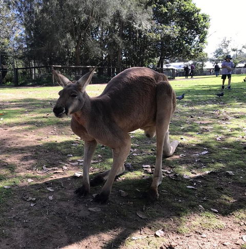 Lone Pine Koala Sanctuary Admission With Brisbane River Cruise - Attractions Melbourne 15