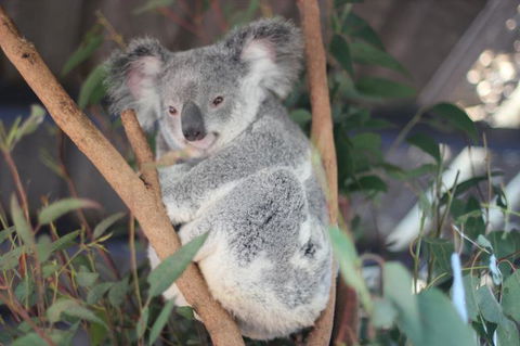 Lone Pine Koala Sanctuary Admission With Brisbane River Cruise - Attractions Melbourne 9