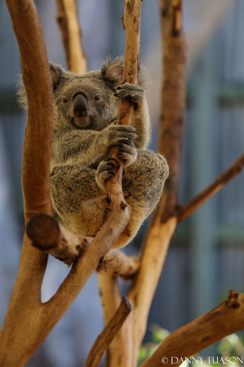 Lone Pine Koala Sanctuary Admission With Brisbane River Cruise - Attractions Melbourne 24