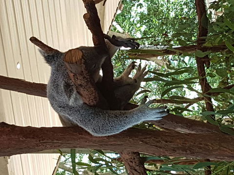 Lone Pine Koala Sanctuary Admission With Brisbane River Cruise - Attractions Melbourne 2