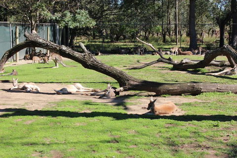 Lone Pine Koala Sanctuary Admission With Brisbane River Cruise - Attractions Melbourne 12