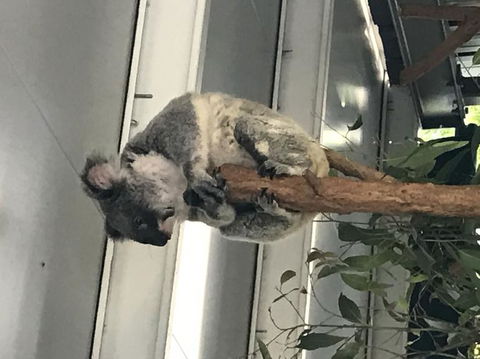 Lone Pine Koala Sanctuary Admission With Brisbane River Cruise - Attractions Melbourne 20