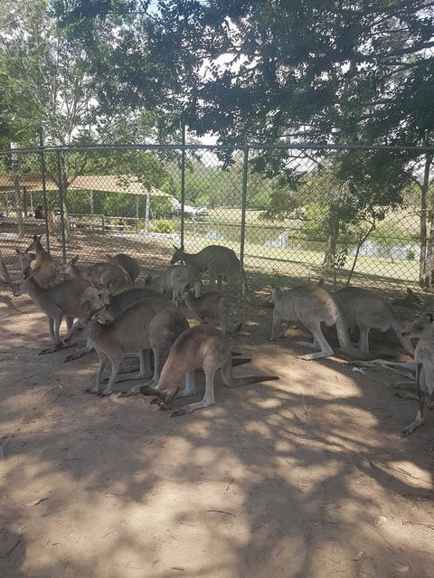 Lone Pine Koala Sanctuary Admission With Brisbane River Cruise - Attractions Melbourne 18