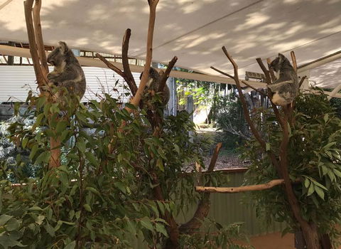 Lone Pine Koala Sanctuary Admission With Brisbane River Cruise - Attractions Melbourne 16