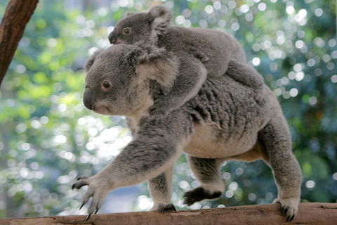 Lone Pine Koala Sanctuary Admission With Brisbane River Cruise - Attractions Melbourne 30