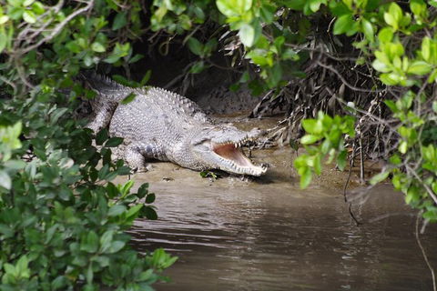 Whitsunday Crocodile Safari Including Lunch - Attractions Melbourne 0