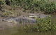 Whitsunday Crocodile Safari Including Lunch - thumb 8