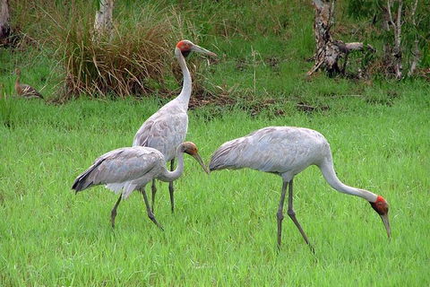Whitsunday Crocodile Safari Including Lunch - Attractions Melbourne 9
