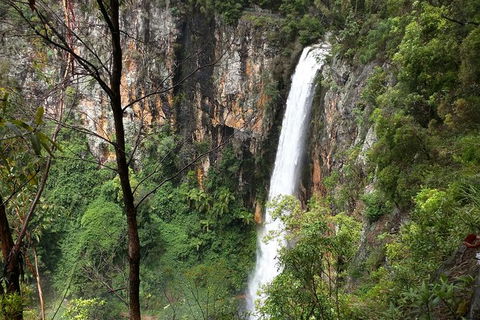 World Heritage Springbrook National Park Tour Including Natural Bridge - Attractions Melbourne 1