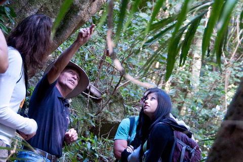 World Heritage Springbrook National Park Tour Including Natural Bridge - Attractions Melbourne 7