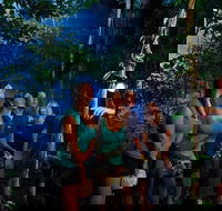 Daintree Rainforest Night Walk from Cape Tribulation - Attractions Melbourne