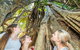 Whitsunday Segway Rainforest Discovery Tour - thumb 3
