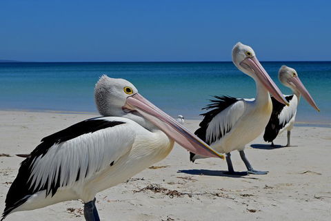 Great Sandy Marine Park Turtle Discovery And Cultural Eco Tour - Attractions Melbourne 4