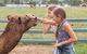 Camel Farm Deluxe Experience - thumb 0