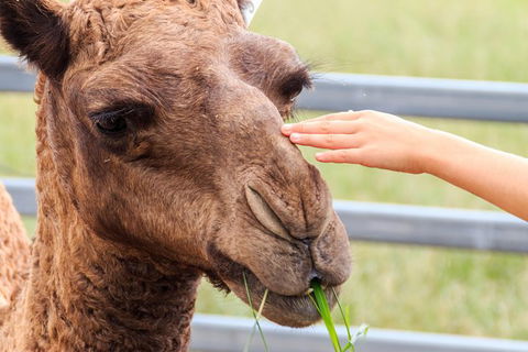 Camel Farm Deluxe Experience - Attractions Melbourne 1