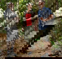 Mossman Gorge Dreamtime Walk and Low Isles Snorkeling and Sailing Cruise - Attractions Melbourne